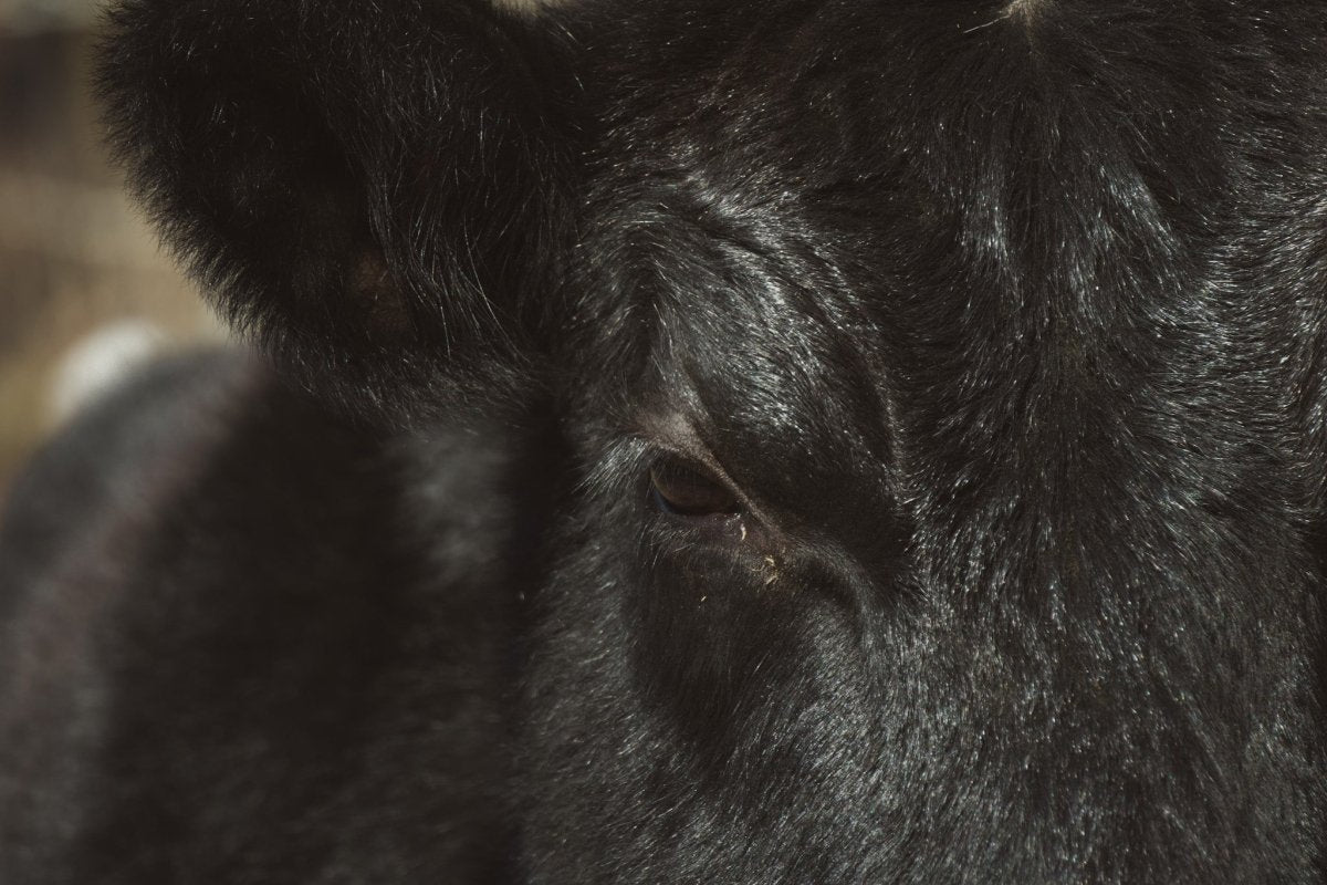 Regenerative Agriculture: A Sustainable Practice - Humanimal Organ Supplements